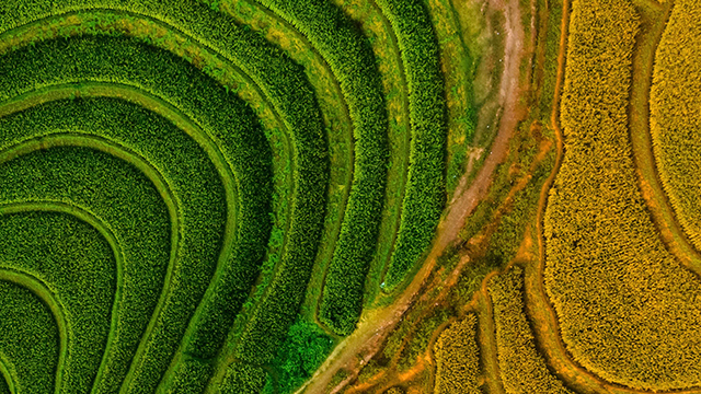 An aerial view of beautiful rice field.
