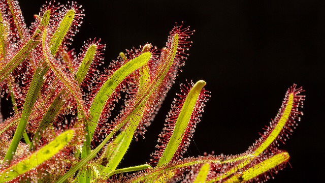 Carnivorous sundew plant
