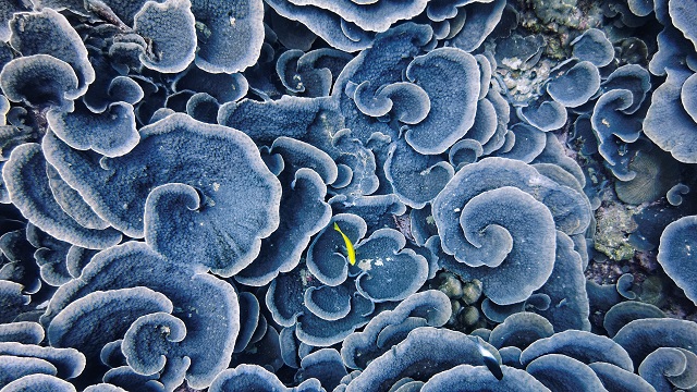 Coral with yellow fish