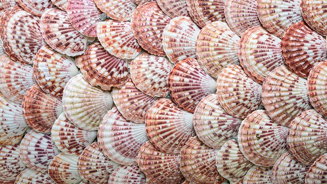 Seashells in a pattern