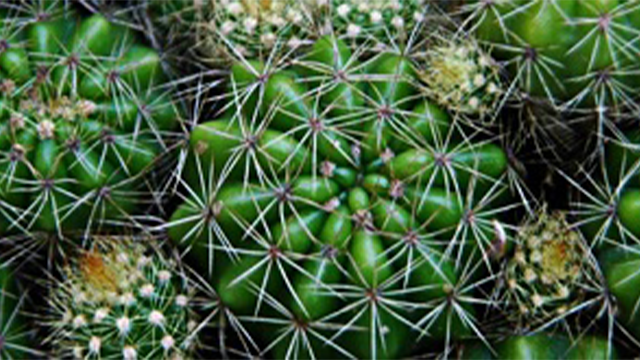 Bunch of cactus