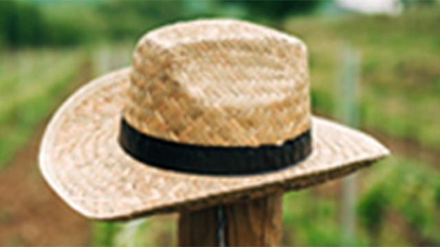 A straw hat sits on a post in a vineyard